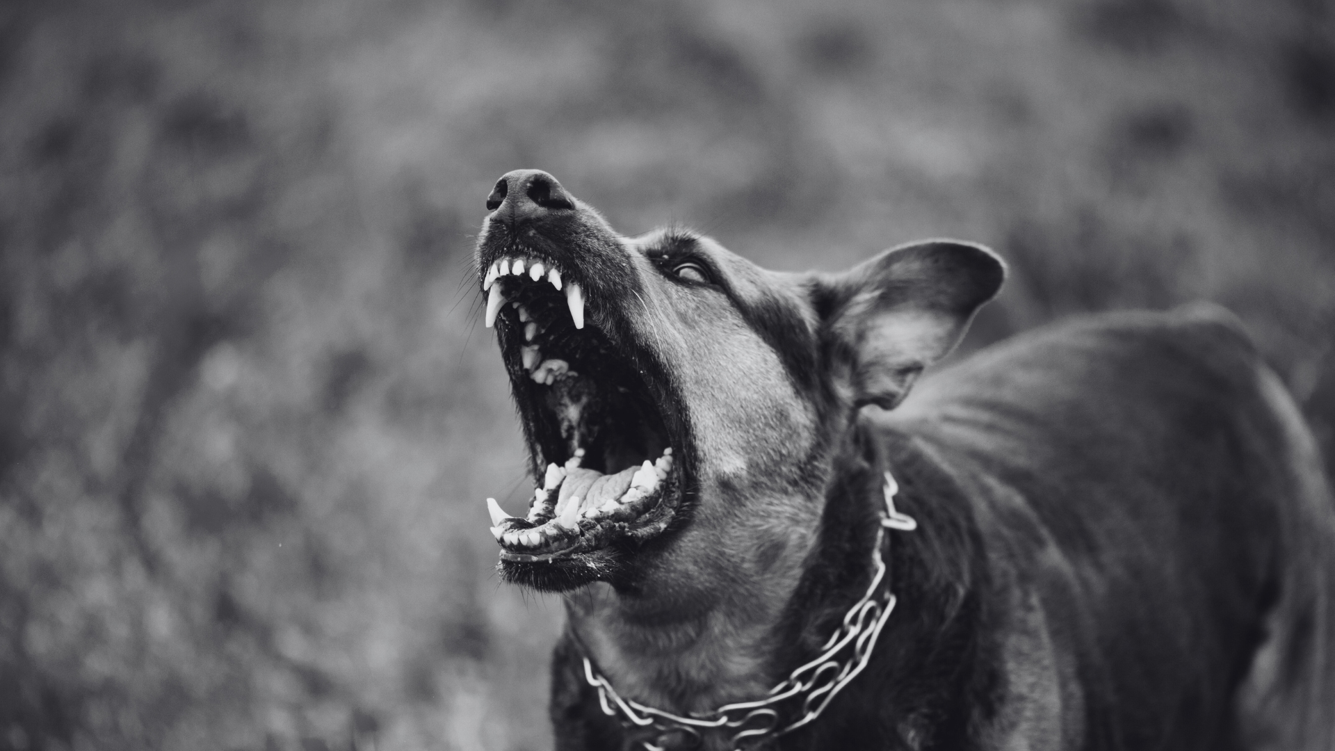 Heather Grey Crosstrainers Sweats
